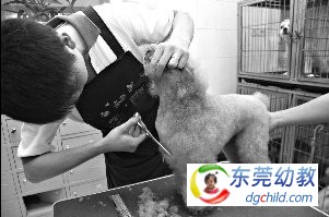 12日，在西安市一家宠物店，工作人员为宠物剪毛，防止蜱虫寄生。丁一 摄