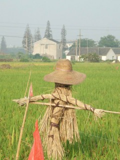 乡土主题活动：中班社会《稻田里的故事》活动方案设计